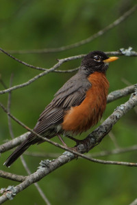 american-robin