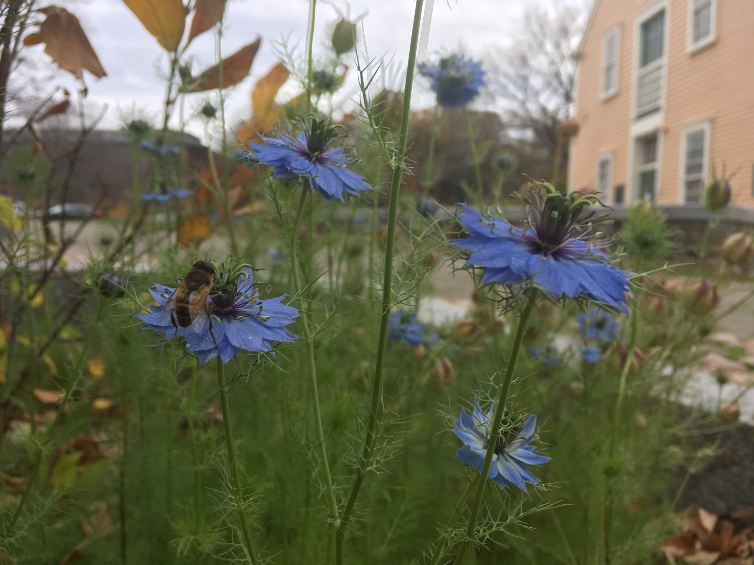 Pollinators love the garden at the Old Slater Mill Historic Site in Pawtucket, RI. - photo by Josh Bell