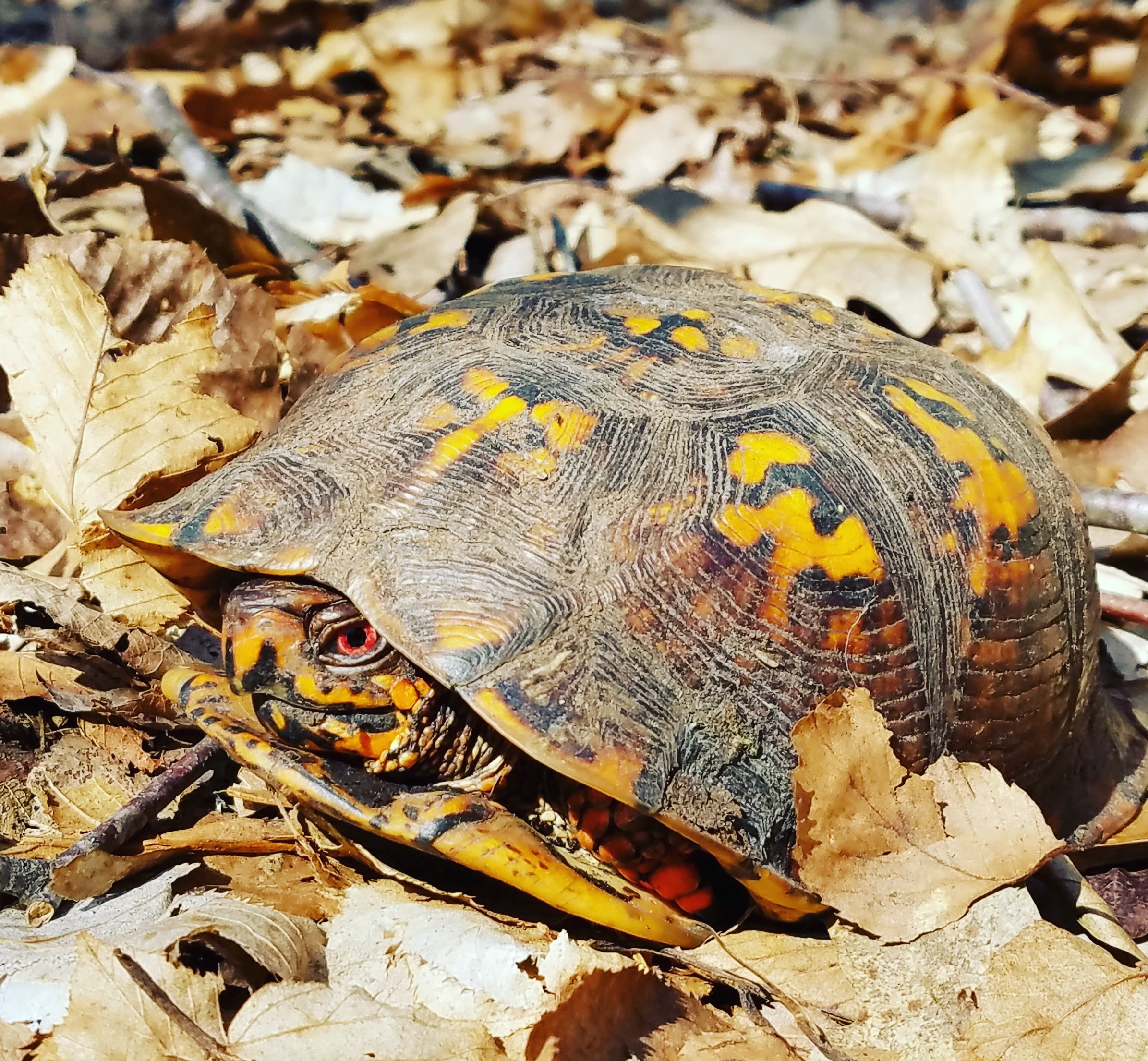 Box Turtle at Hop Brook Preserve, a Metacomet Land Trust property in Blackstone, MA. 