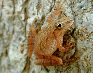Spring-Peeper-Frog