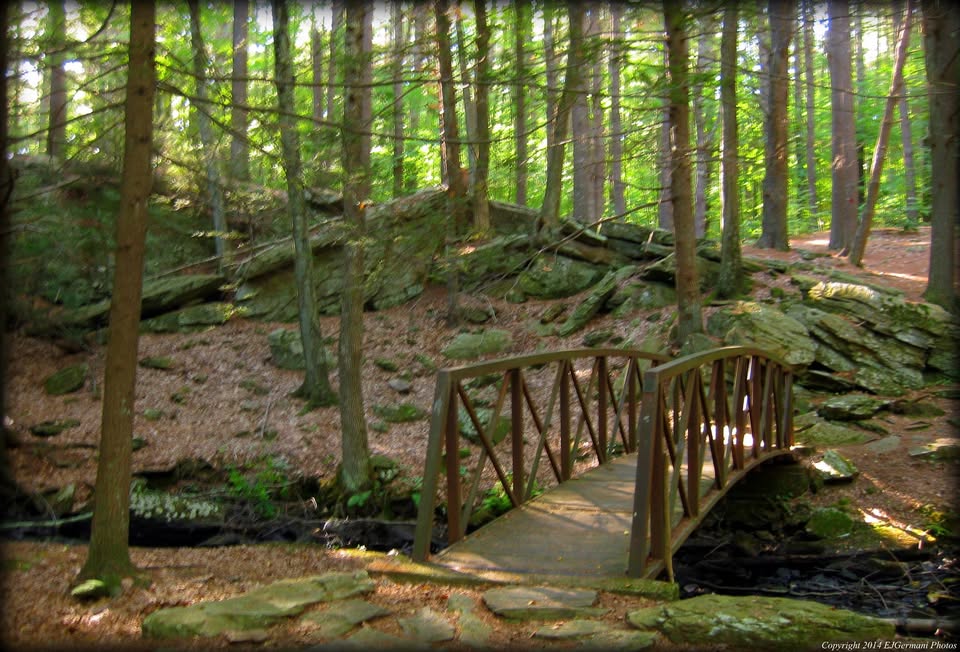 Amazon.com: Foraging and Farming in the Eastern Woodlands